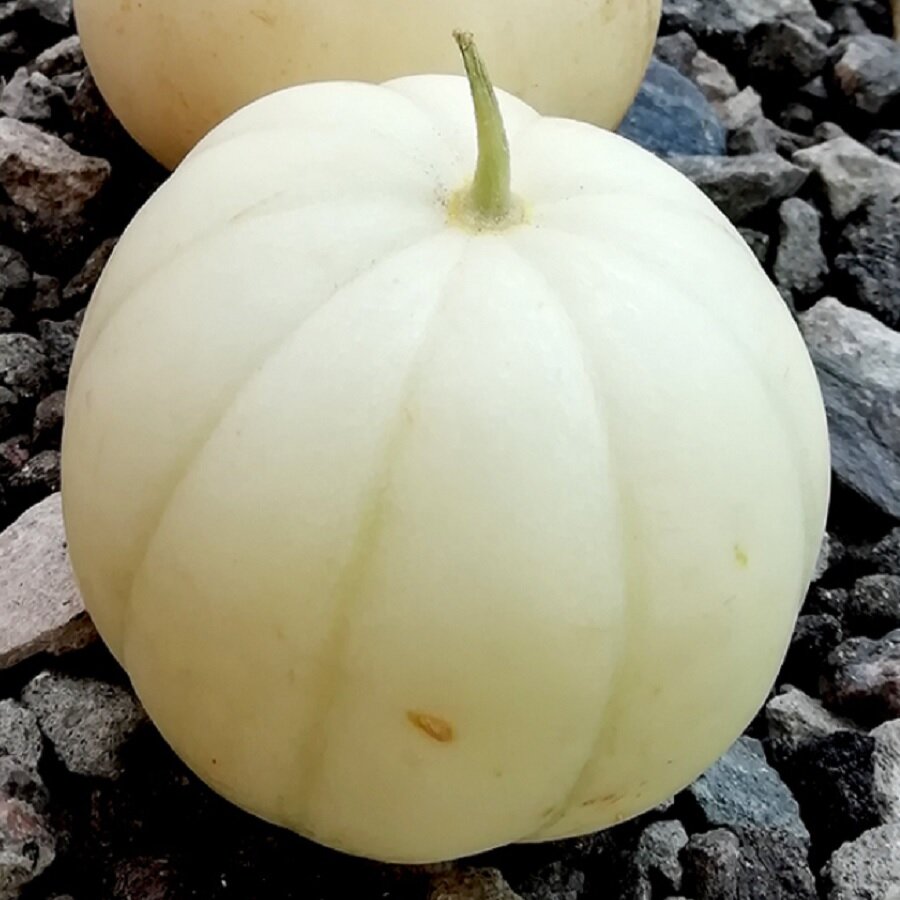 Семена Deodar SEEDS COMPANY Дыня Медовая Хризантема 5 шт.
