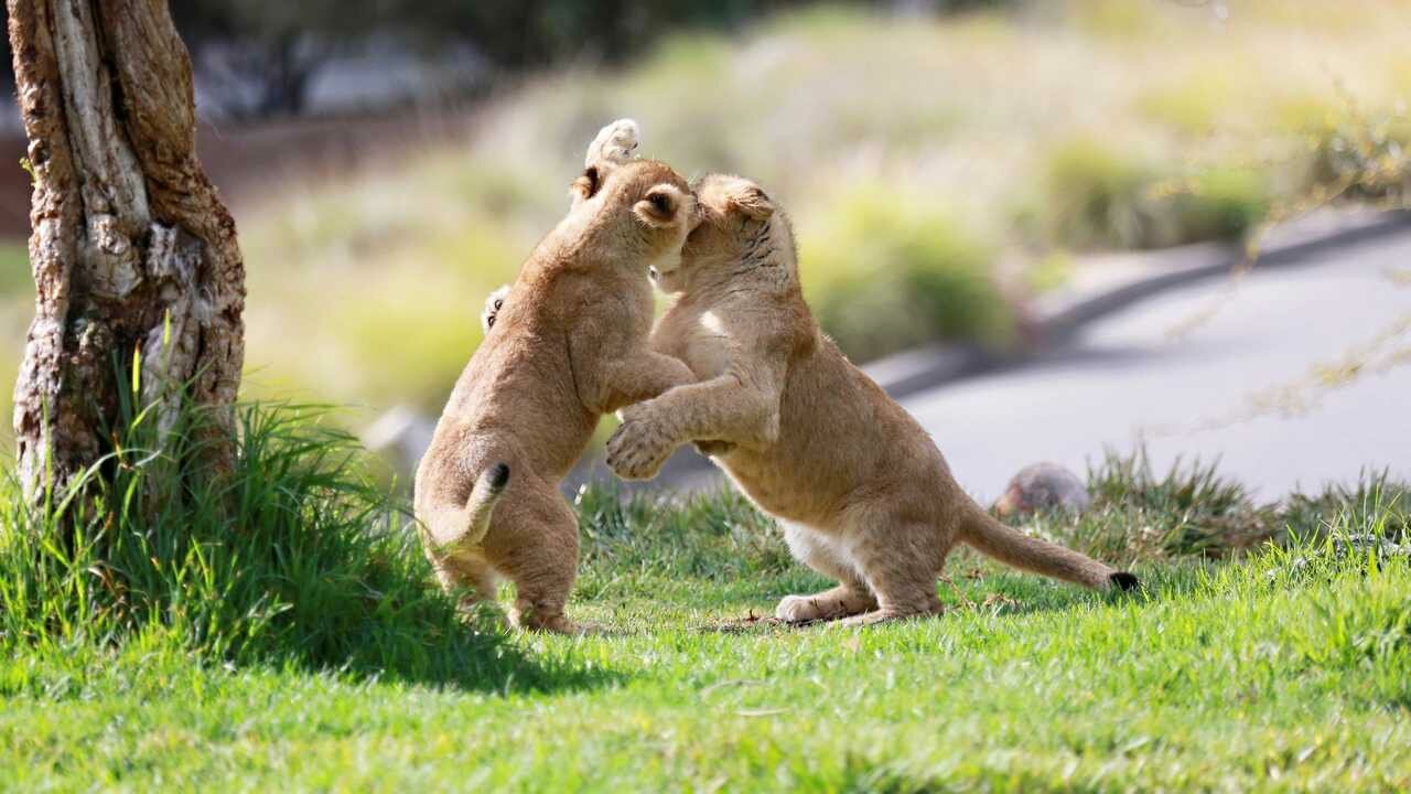 Животные фото игры