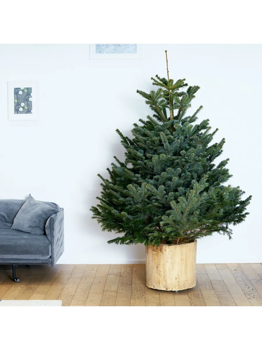 Датская ель живая (Пихта Нордмана) 175-200 см