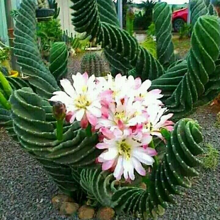 Кактус Цереус Твистер 25*12