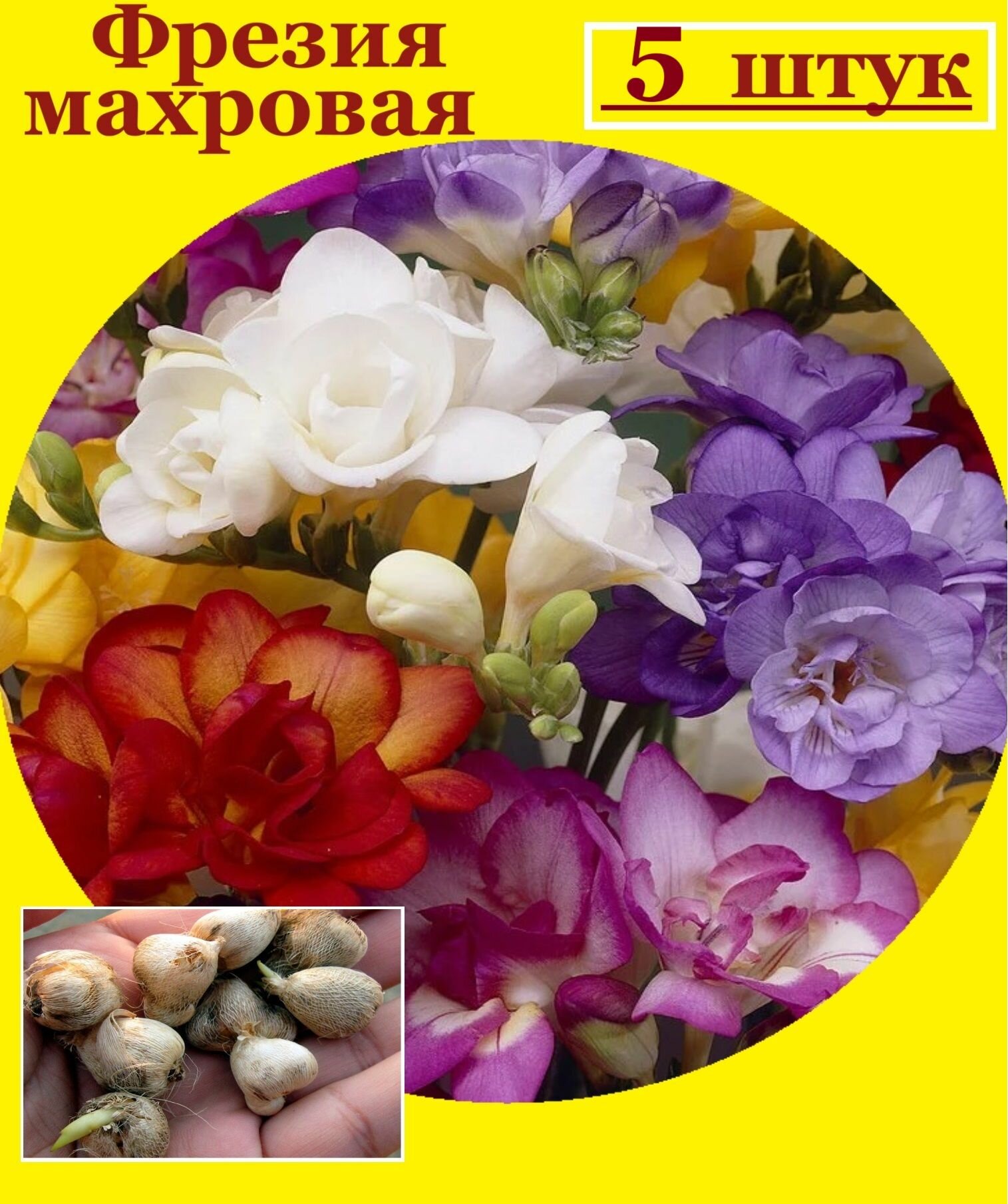 Фрезия махровая смесь цветов 5 шт