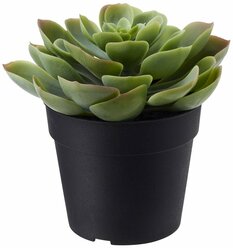 Растение искусственное в горшке Суккулент Икеа Фейка, 9х12 см
