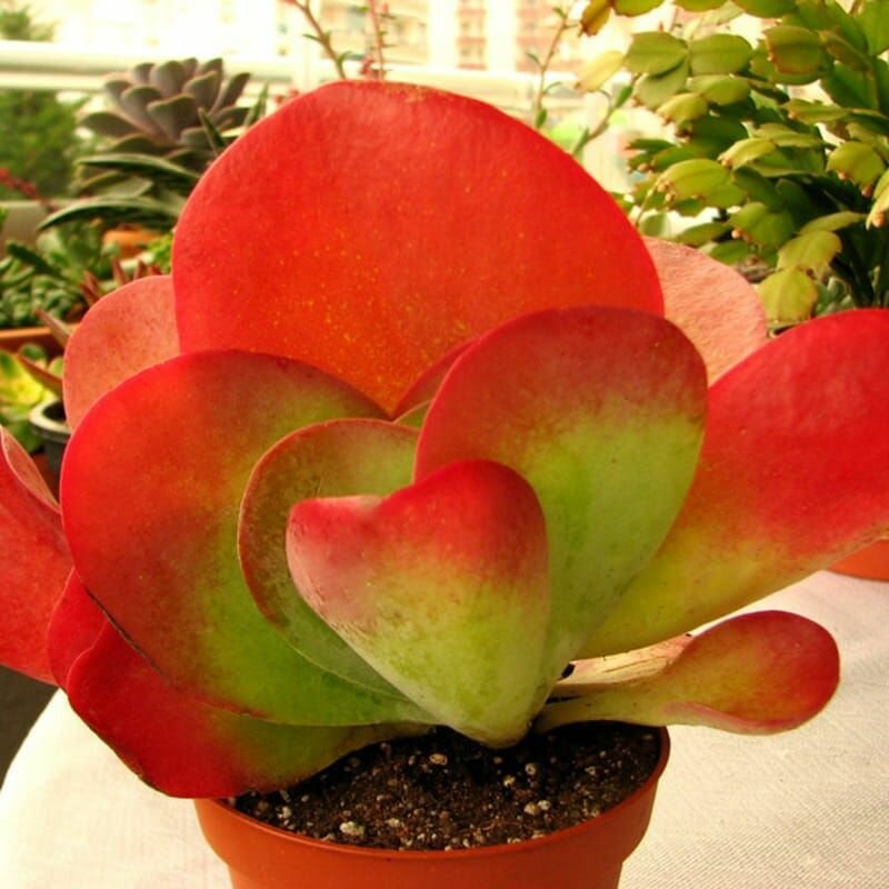 Каланхоэ Лусия, Kalanchoe Luciae, семена