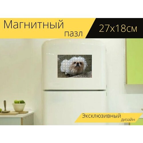 Магнитный пазл Пекинес, собака, белый на холодильник 27 x 18 см.