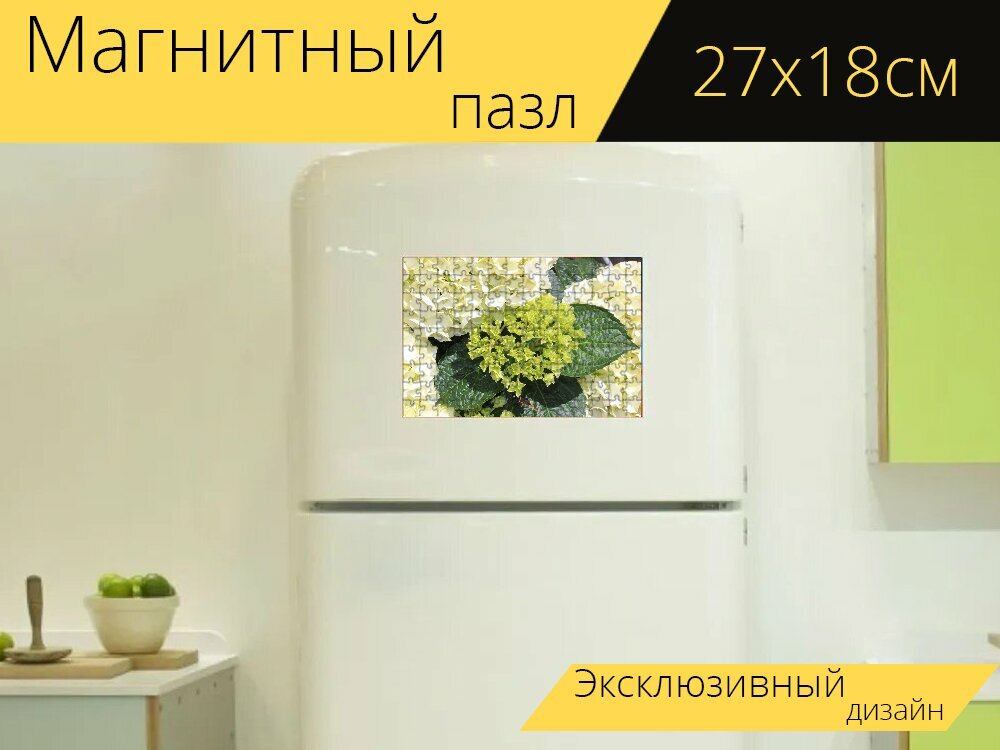 Магнитный пазл "Гортензия, белый гортензия, растения" на холодильник 27 x 18 см.