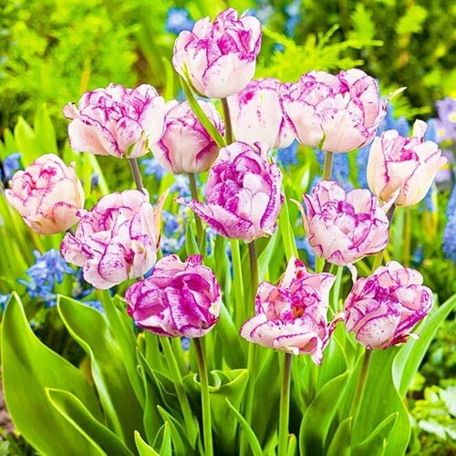 Тюльпан Нормандия (3 луковицы). Holland Bulbs (Голландия).