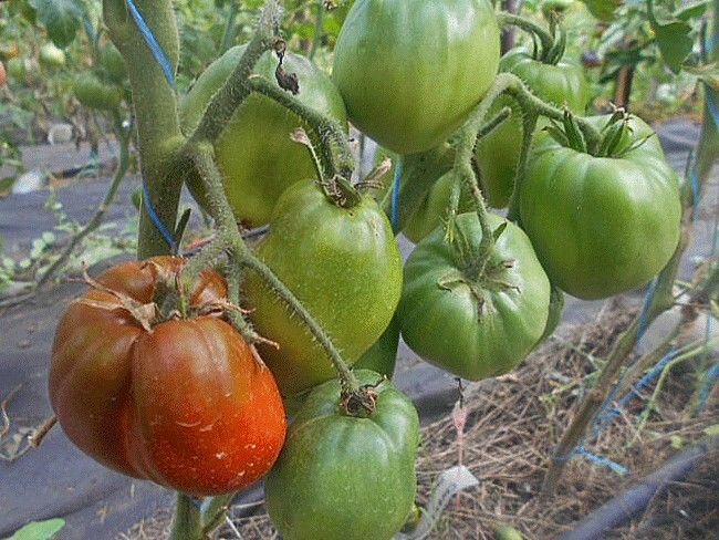 Коллекционные семена томата Большой Зелёный Макса