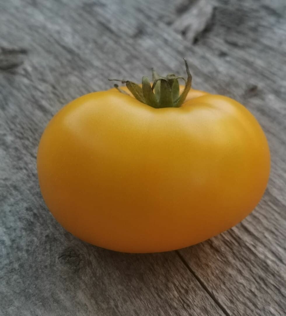 Коллекционные семена томата Гном Золотой Цыган