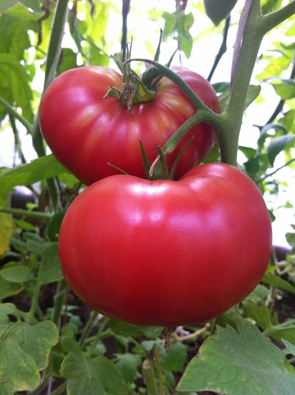 фото Коллекционные семена томата Итальянский гигантский бифштекс