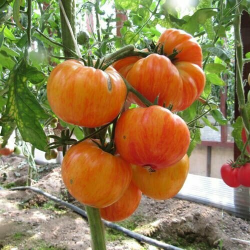 Коллекционные семена томата Индейская Резервация