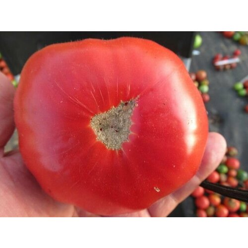 Коллекционные семена томата Большой Брут