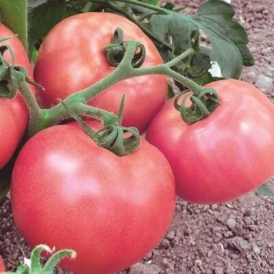Коллекционные семена томата Июнь Розовый