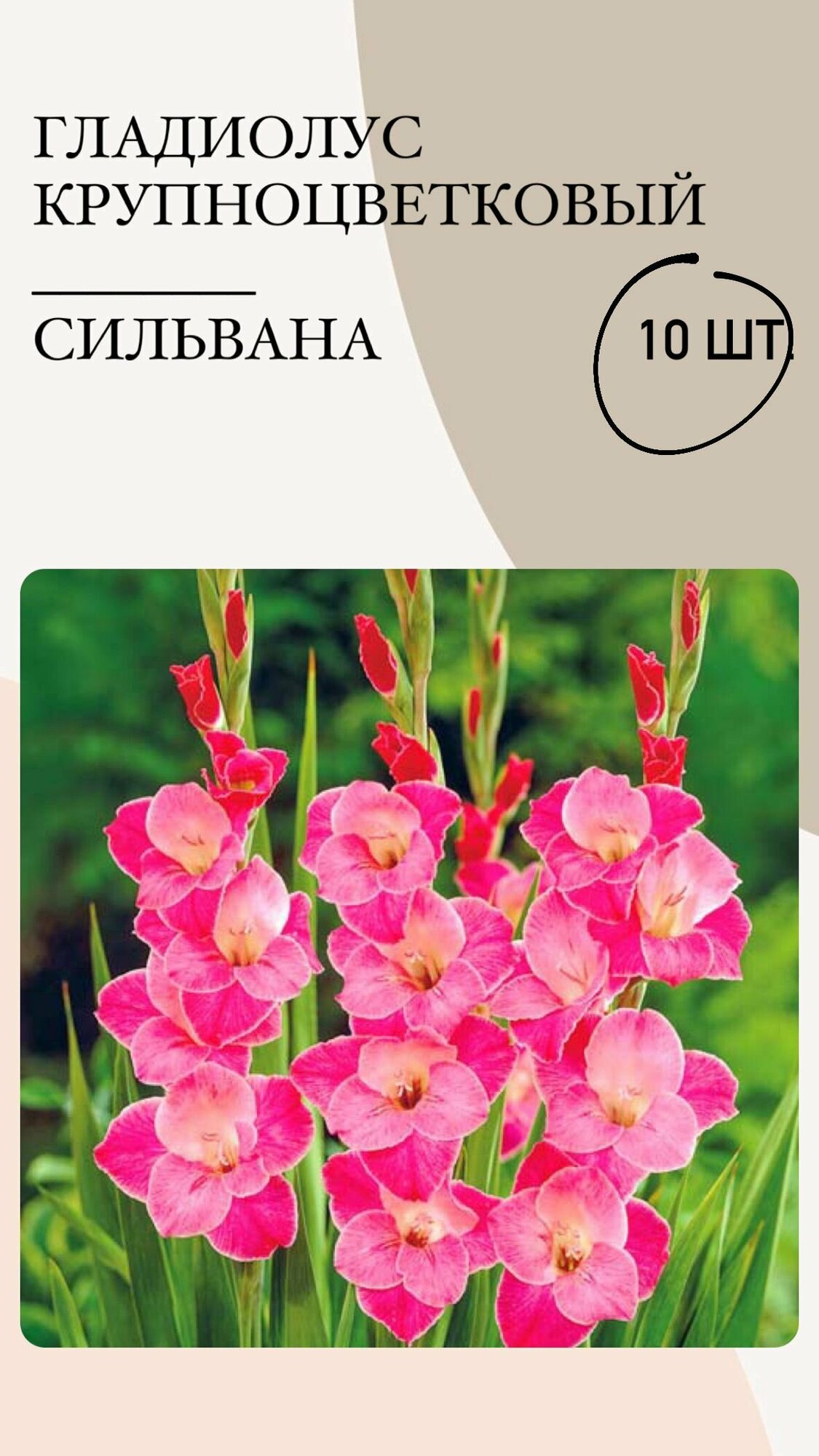 Гладиолус крупноцветковый Сильвана, луковицы многолетних цветов