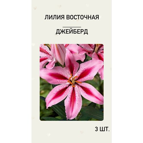 Лилия Джейберд, луковицы многолетних цветов лилия джейберд восточная 2 шт