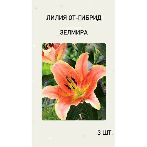 Лилия Зелмира, луковицы многолетних цветов