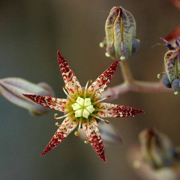 Граптопеталум Расби Грин (Graptopetalum Rusbyi Green) D5см