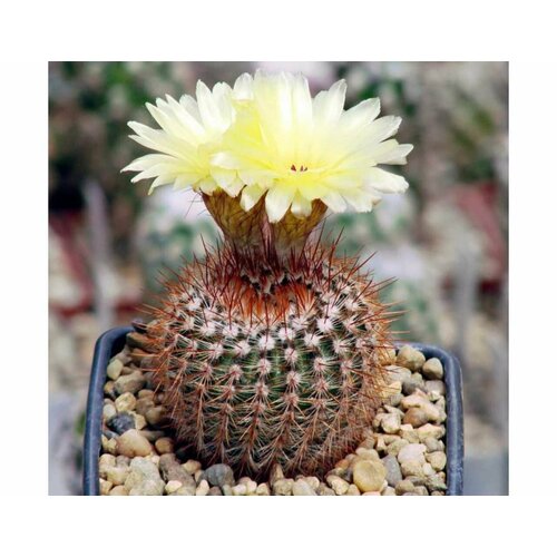 Нотокактус Шлоссера (Notocactus Schlosseri) D5см