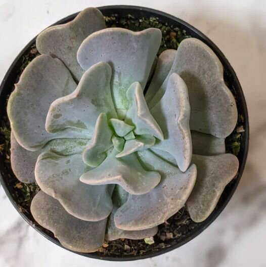 Эхеверия Кубик Фрост (Echeveria Cubic Frost) D6см