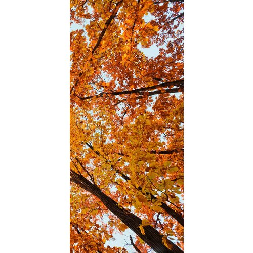 Самоклеящиеся фотообои Яркая осень, размер: 90x200 см