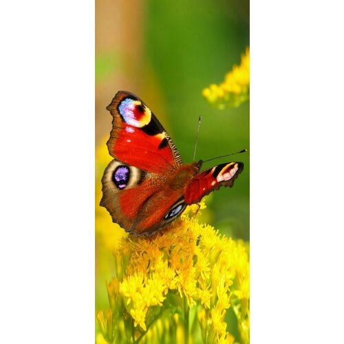 Самоклеящиеся фотообои Бабочка Павлиний глаз, размер: 90x200 см