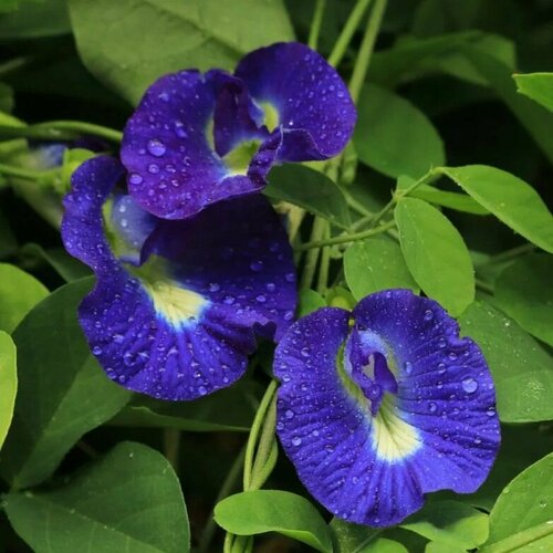 Семена Клитория тройчатая (Clitoria Ternatea) 2 шт. 500g 1500g bag clitoria ternatea tea blue butterfly dried pea tea dried clitoria kordofan pea flower thailand kitchen toy