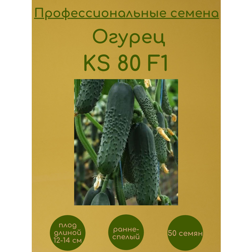 Огурец KS 80 F1 50 семян
