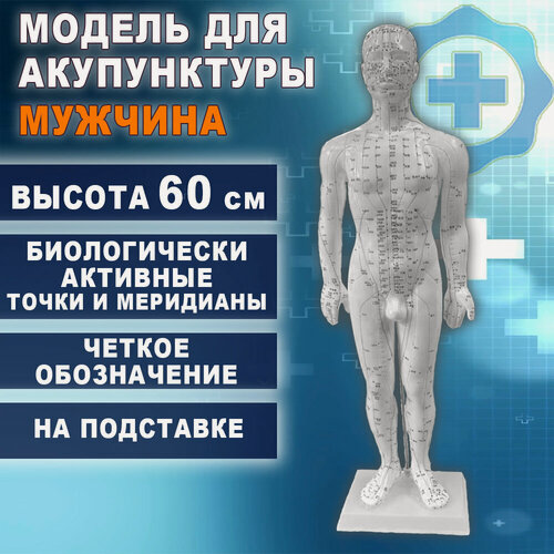 Изображение товара Анатомическая модель для акупунктуры и анатомии мужчина 60см для иглоукалывания