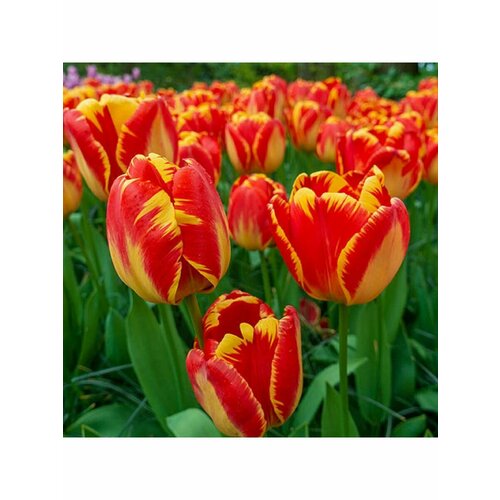 Тюльпан Луковица, Банья Лука, 3шт крупные, разбор 12