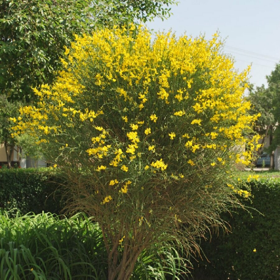 Семена Орешка Ракитник венечный Cytisus scoparius 10 шт.