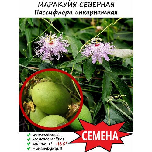 Семена "Маракуйя северная" (Пассифлора инкарнатная) 5 шт.