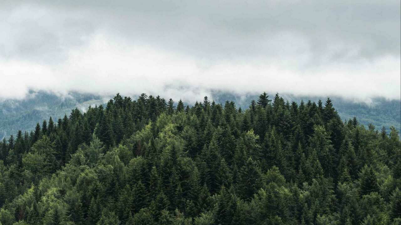 Картина на холсте 60x110 LinxOne "Деревья, верхушки, туман, облака" интерьерная для дома / на стену / на кухню / с подрамником