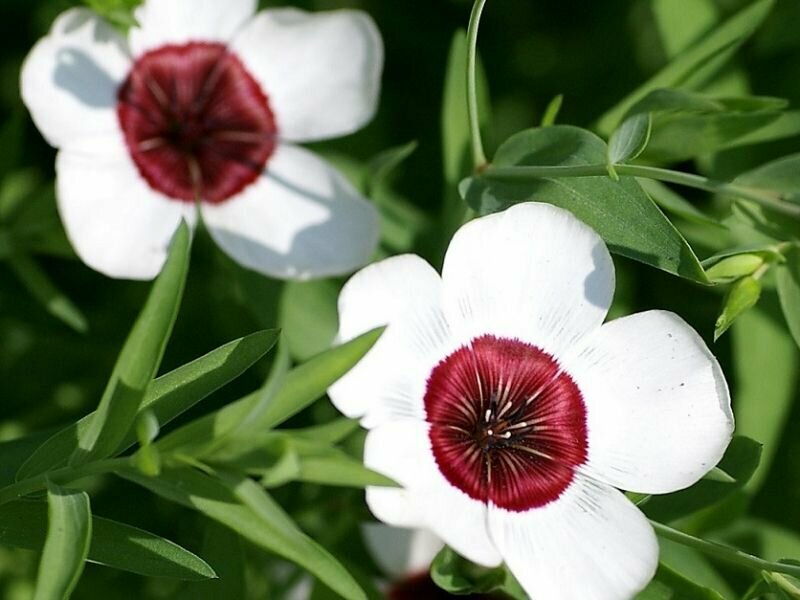 Лен крупноцветковый Яркие Глаза эффектный однолетник с белыми цветками и ярко-красным глазком 55 семян