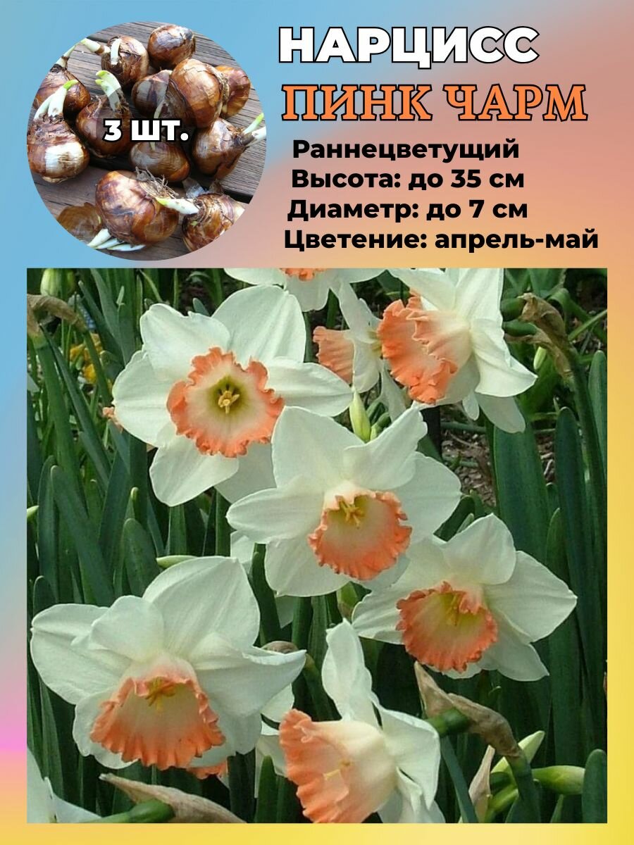 Нарцисс махровый луковицы 3 штуки