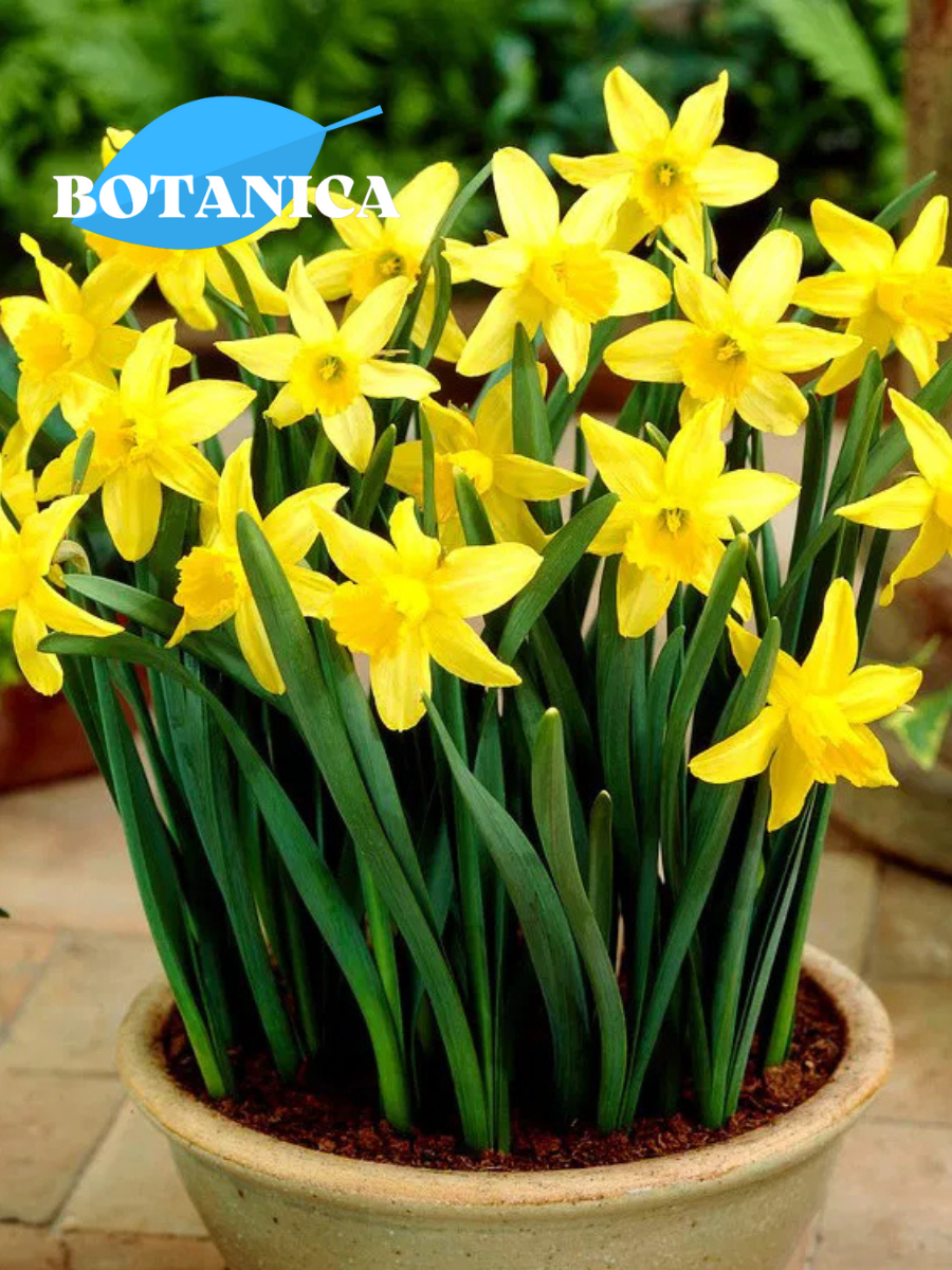 Луковицы цветов botanica garden нарцисс фебруари голд 3 штуки