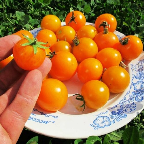 Коллекционные семена томата Галапагосский дикий