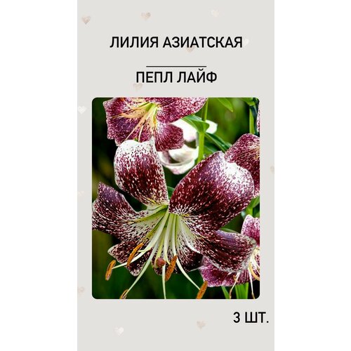 Лилия Перл Лайф, луковицы многолетних цветов лилия перл каролина 2 шт