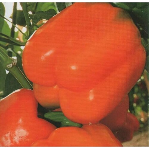 Коллекционные семена перца сладкого Оранжевый Король