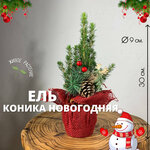 Ель канадская Коника h-30, d-9 / Ель новогодняя в джуте, 1 шт, Plants Bel House, ель живая в горшке, ель живая новогодняя - изображение