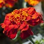 Бархатцы (Тагетес отклонённый) Алюмия Ред, уникальный сорт с необычайно красивыми соцветиями красного цвета, хорошо выдерживает жару, 10 семян