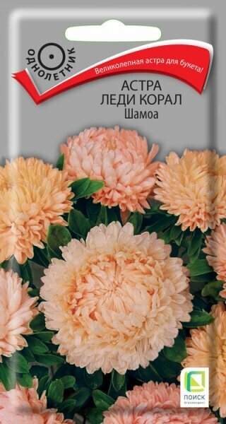 Астра Леди Корал Шамоа 01гр. (Поиск)