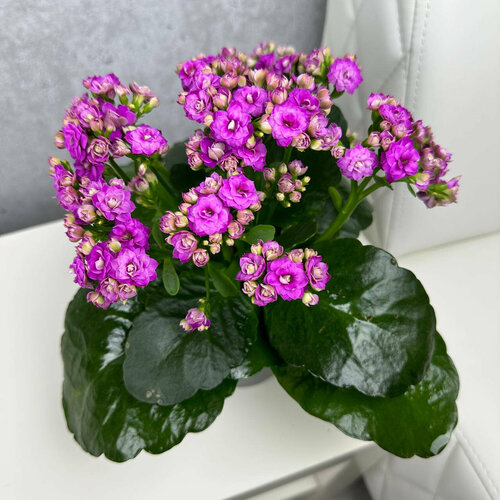 Каланхоэ, комнатное растение живое, цветок в горшке, высота 25 см, дм 12 Sharmonic Fleur