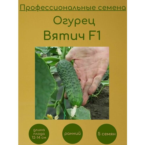 Огурец Вятич F1 5 семян
