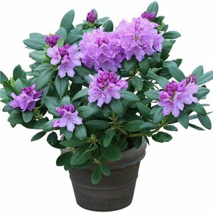 Азалия, Рододендрон Катевбинский (Rhododendron catawbiense) семена