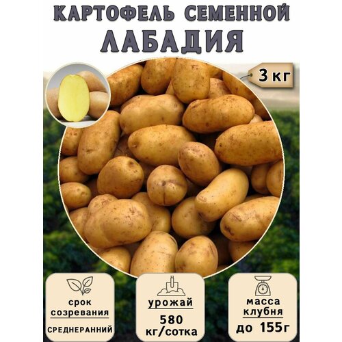 Картофель семенной на посадку Лабадия (суперэлита) 3 кг Среднеранний