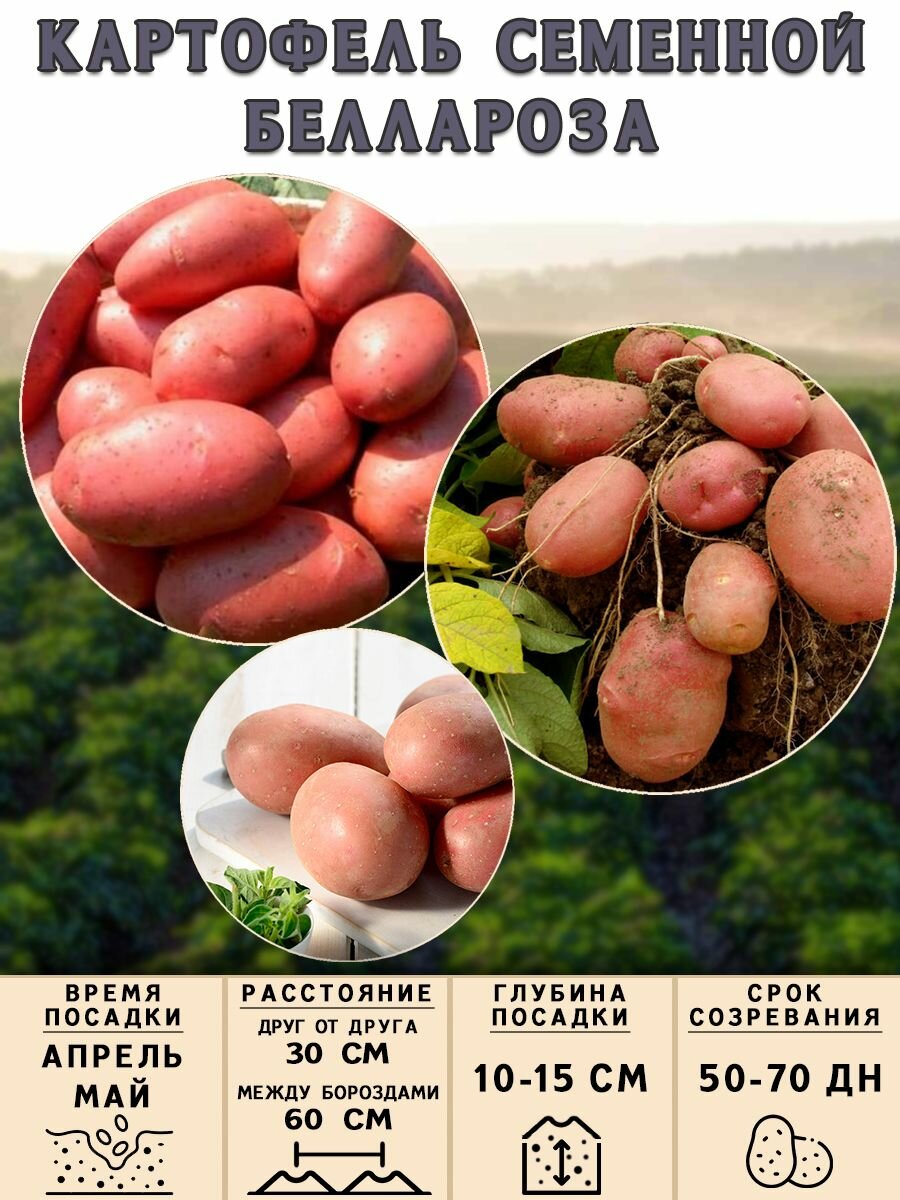 Клубни картофеля на посадку Беллароза (суперэлита) 2,5 кг Ранний