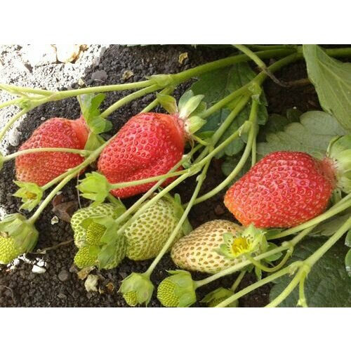 Земляника ремонтантная Vima Rina поздний крупный 500₽