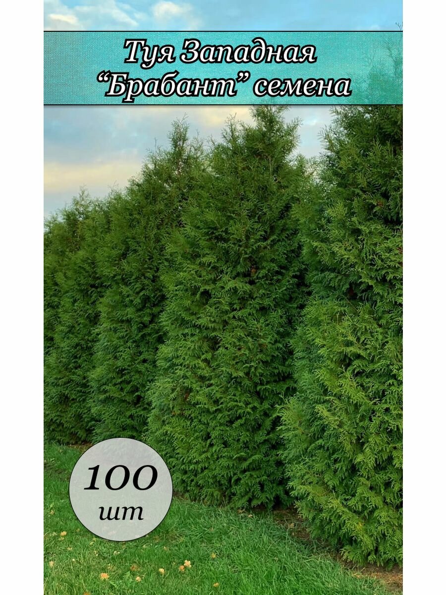 Туя западная брабанд семена 100 шт