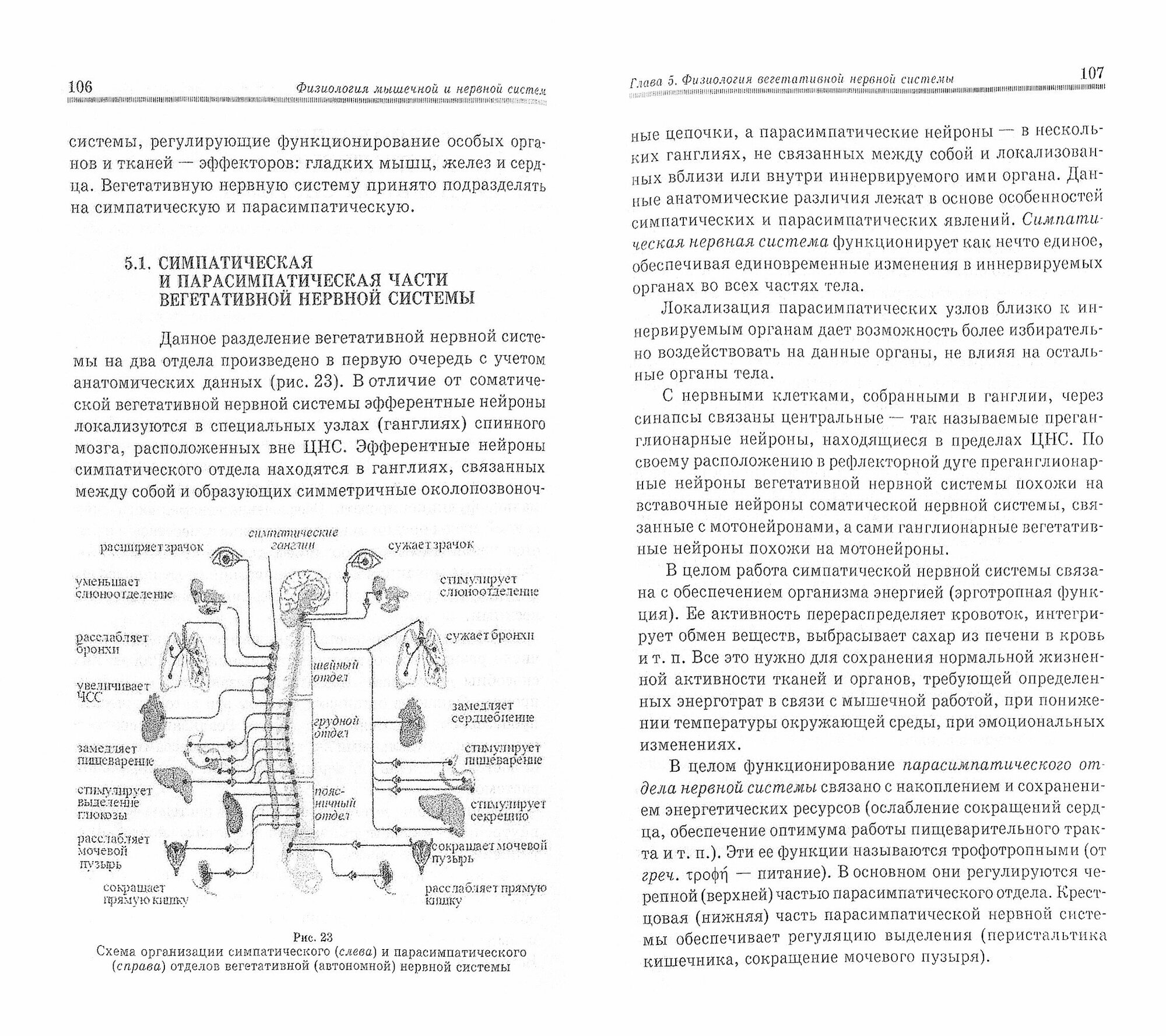 Физиология мышечной и нервной систем. Учебное пособие - фото №3