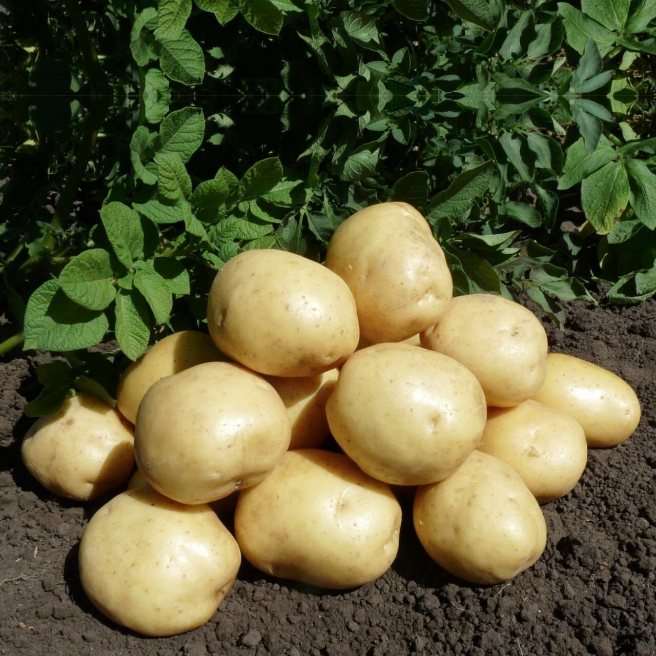 Семенной картофель "коломбо" фасовка 7 кг - фотография № 3