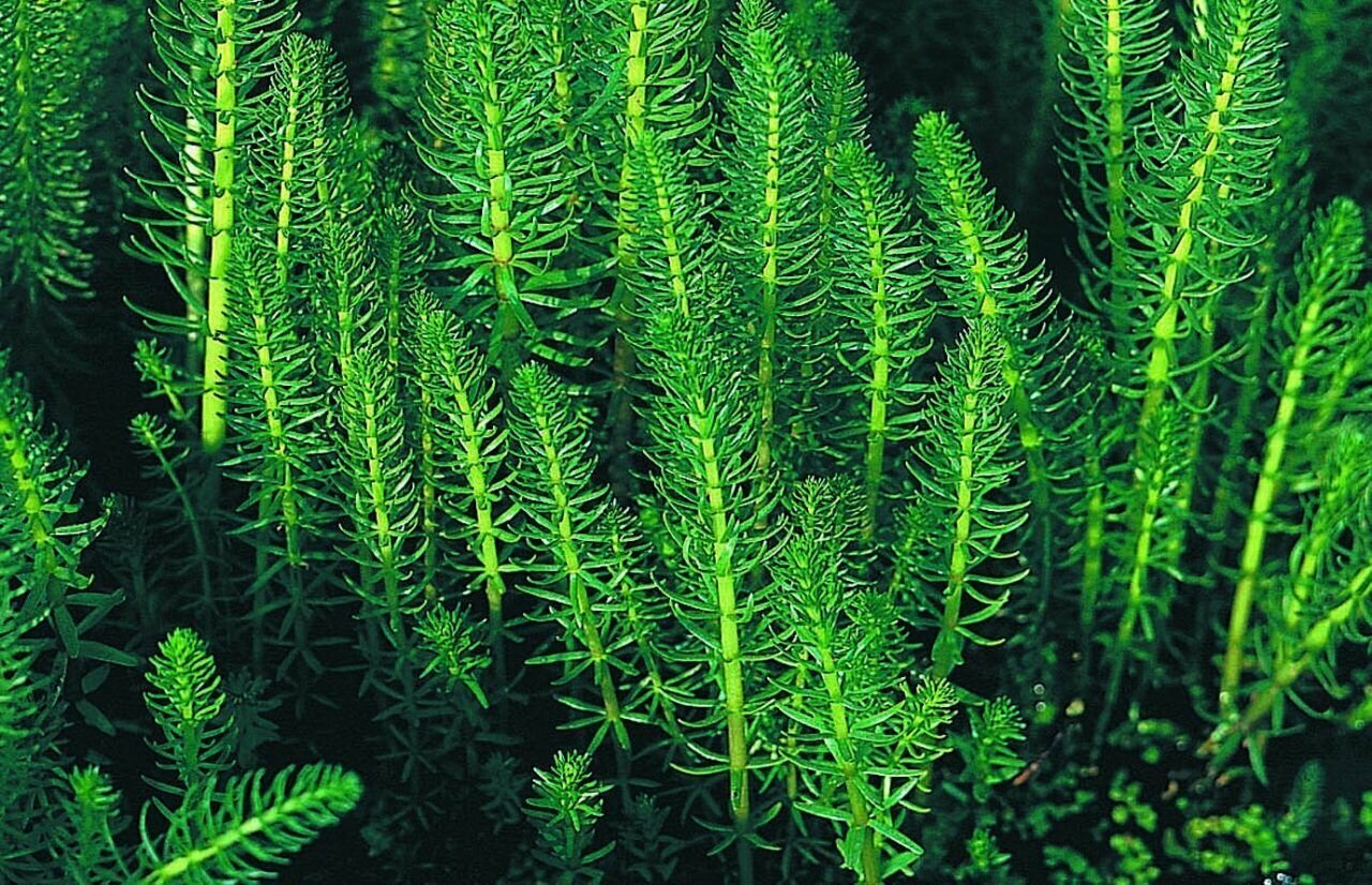 Хвостник обыкновенный  Водяная Сосенка  Hippuris Vulgaris 